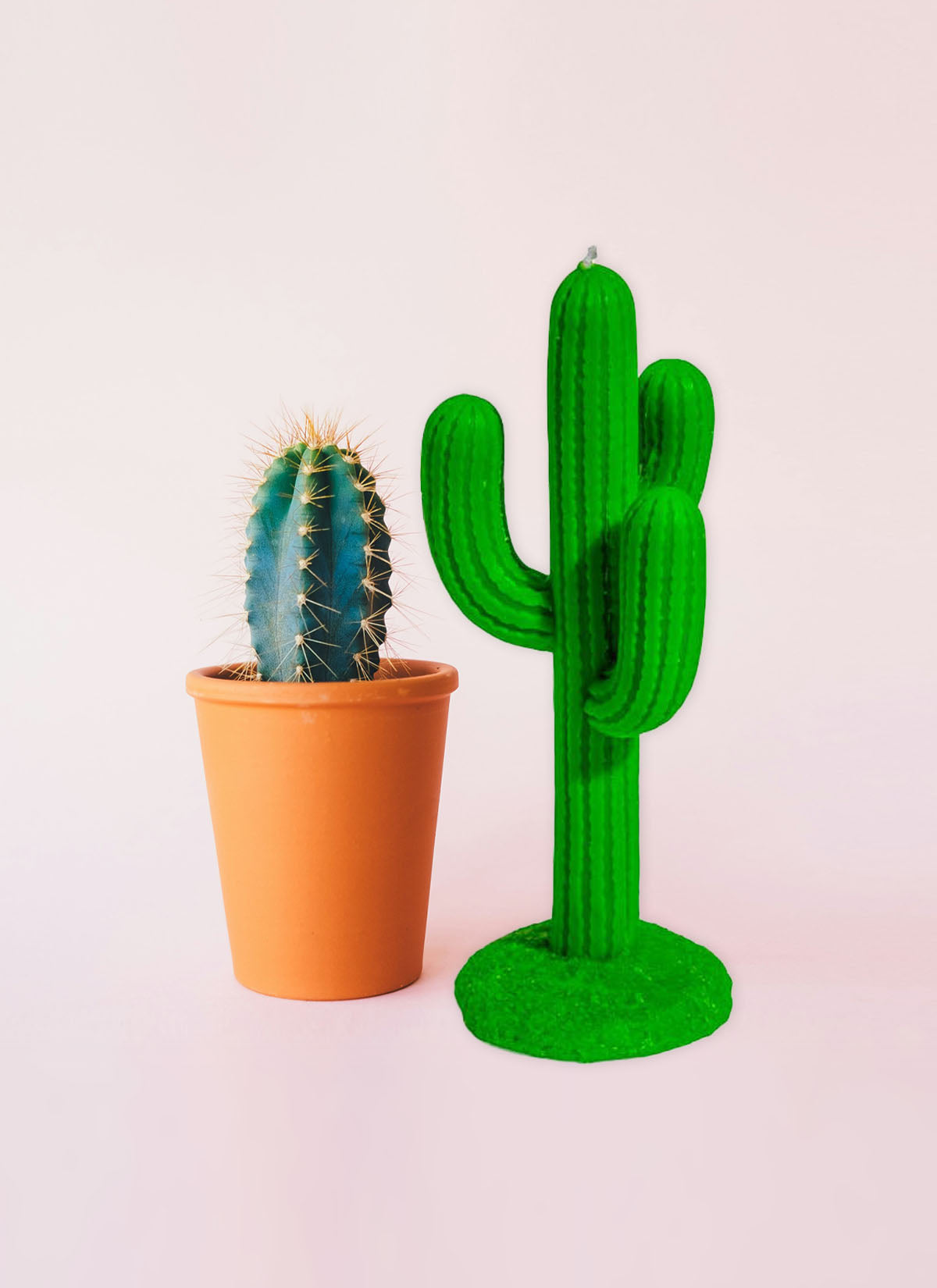 The Cactus Candle
