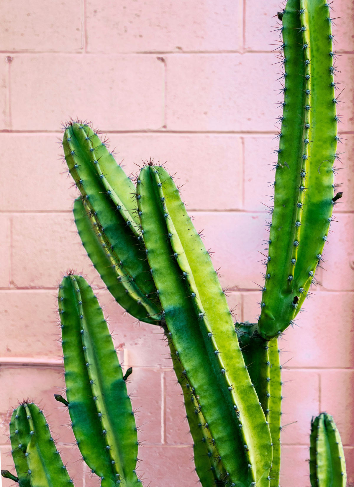 The Cactus Candle